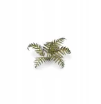 Gamers Grass : Lazeriniai augalai - Bracken - Papartis