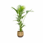 Howea Forsteriana - Kentia palmė, 130 cm.