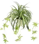 Flair Flower dirbtinė žalia lelija vazone, dirbtinis augalas chlorophytum, žalias augalas, &scaron;ilkinis augalas, vandens lelija, vorinis augalas, vorinė lelija, kabanti netikra vestuvių dekoracija, žalia / balta, 36 x 46 x 40 cm