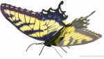 Metal Earth Metalinis 3D konstruktorius "Tiger Swallowtail"