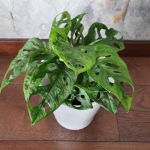Monstera Monkey Mask