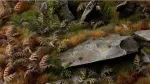 Gamers Grass Gamers Grass: lazeriniai augalai - sausi Bracken - džiovinti parkai