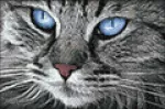 Hobilt Mėlyna-Eyed Cat 30х20 Deimantinio Paveikslo komplektas Cs2517