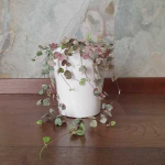 Ceropegia woodii VARIEGATA
