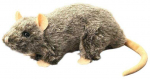 Dubi Szczur 20cm