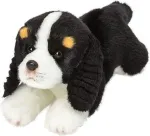 Suki Gulsčias King Charles spanielis 30 cm