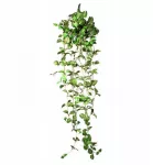 Terra Natura Terariumo dekoracijos kabantis augalas vidutinio dydžio 22 * 8 * 62 cm