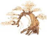 Norimpex Skęstantis bonsai medelis Nr. 13 70x50