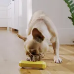 Playology Squeaky Stick | Vidutinio dydžio &scaron;unims (7-16 kg) | Įvairus kramtomasis žaislas | Natūralus vi&scaron;tienos aromatas | I&scaron;skirtinis kramtymo poreikis | Lengvai valomas, netoksi&scaron;kos medžiagos