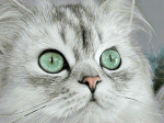 Wizardi Deimantinis paveikslas Magnetic eyes 40*30 cm WD3000
