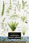 KNYGA Bookshop Guide to Commoner Vanduo Plants