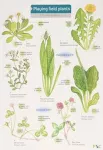 KNYGA Rebecca Farley Playing Field Plants