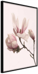 Plakatas - Blooming Magnolias II