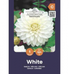 Dekoratyvinių jurginų svogūnėlis, lot. DAHLIA Baltas, 1 vnt