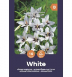 Acidanterų svogūnėliai, lot. ACIDANTHERA Baltas, 10 vnt