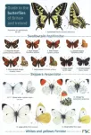 KNYGA John Bebbington Guide to the butterflies of Britain and Ireland