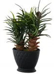 Dirbtinė palmė Areka vazone, auk&scaron;tis 24 cm