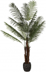 Dirbtinis augalas Palmė Hovėja, 200 cm