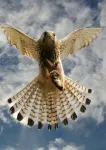 Edition Colibri 3d atvirukas Plė&scaron;rusis pauk&scaron;tis Falke (paprastasis pelėsakalis)