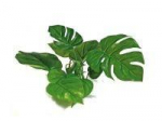 Croci AMTRA ANUBIAS plastikinis augalas 20cm