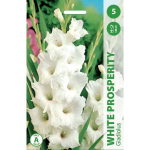 Kardelių svogūnėliai, lot. Gladiolus Baltas Prosperity, 5 vnt.