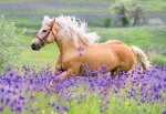 Ravensburger vaiki&scaron;ka dėlionė 05148 Horse Love dėlionė vaikams nuo 4 metų su 2 x 24 detalėmis
