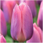 Tulpė Darvino "Light and Dreamy" - 50 vnt.