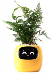 Kwiatydonice PlantsIO gebenė geltona