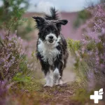 Reavet Bacho žiedų granulės &scaron;unims ir katėms - Pug Fidel 10 g I Stiprumui ir apatijai I Bacho žiedai naminiams gyvūnams pagal daktarą Bachą I Natūraliam palaikymui neįprastose situacijose