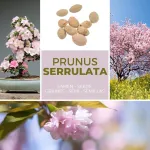 Japoni&scaron;ka dekoratyvinė vy&scaron;nia/žiedinė vy&scaron;nia 10 sėklų/pakelis (prunus serrulata) &ndash; rožinė gėlių svajonė sode