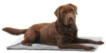 Calibra KRUUSE Vet Bed, Anti-slip, pilkas, 75 x 50 cm
