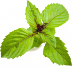 Click and Grow 3 vnt. papildymas - bazilikų sėklos (Cinnamon Basil)