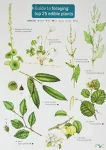 KNYGA Clare Cremona Guide to Foraging: Top 25 Edible Plants