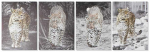 Plakatas Paveikslas DKD Home Decor Leopardas (50 x 1,8 x 70 cm) (4 vnt.)