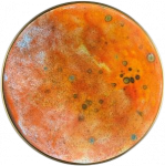 Sieninis &scaron;viestuvas Sieninio &scaron;viestuvo CHAMALEON diskas, oranžinės sp., 14,5cm, K0003440NA