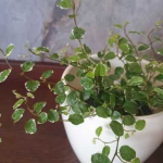 Ficus Pumila Baltas Sunny