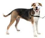 Petsafe Easy Walk&reg; Petne&scaron;os &scaron;unims, juodos spalvos, dydis: XL (EW-H-XL-BK-45)