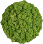 Sieninis &scaron;viestuvas Sieninio &scaron;viestuvo CHAMALEON diskas, &scaron;viesiai žalias, 145mm, K0003140VEC