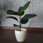 Ficus elastica Robusta