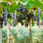 Pauk&scaron;čių atbaidymo juosta, 2 vnt. atspindinti pauk&scaron;čių atbaidymo juosta, dvipusė pauk&scaron;čių juosta atbaidymui, pauk&scaron;čių atbaidymo juostos namų sodui ir ūkiui, 2,5 cm, 160 metrų