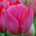 Tulpė 'Lady van Eijk', 25 vnt.