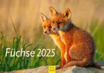 Edition Seidel Premium kalendorius Foxes 2025 Formatas Din A4 Sieninis kalendorius Gyvūnų kalendorius Lapės Gyvūnai Laukiniai gyvūnai Mi&scaron;ko gyvūnai Plė&scaron;rūnai Gamta