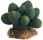 HOBBY kaktusas &bdquo;Atacama&ldquo;, 7 cm, terariumui