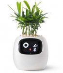 Kwiatydonice PlantsIO IVY Balta