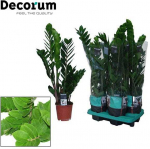 Vazoninis augalas zamiokulkas, &Oslash; 14, 50 cm, lot. ZAMIOCULCAS