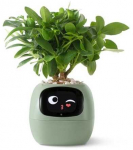 PlantsIO gebenė žalia