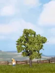 Noch Vaismedis