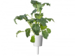 Click and Grow Smart Garden Refill Italian Kale 3pcs