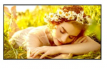 Monitor 50UL5Q-E 500cd/m2 UHD 24/7