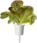 Click and Grow Smart Garden Refill Red romaine lettuce 3pcs